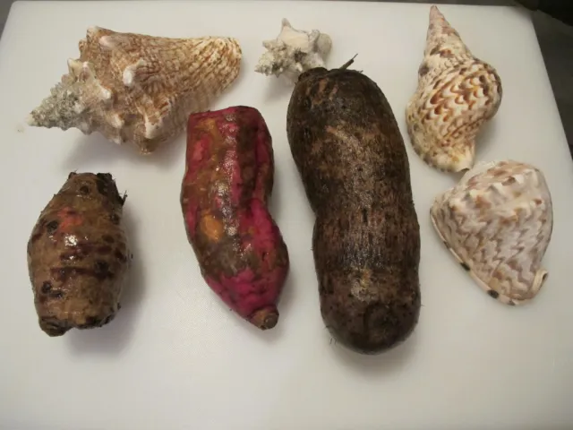 Yams and shells