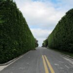 hedges and crabs palm beach 091 1024x768 1