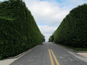 hedges and crabs palm beach 091 1024x768 1