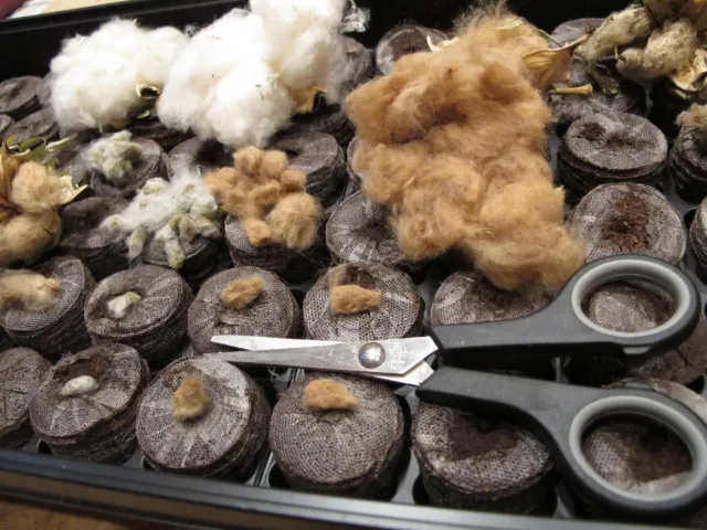 Tray of cotton