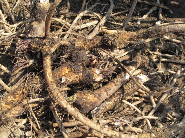 Horseradish roots
