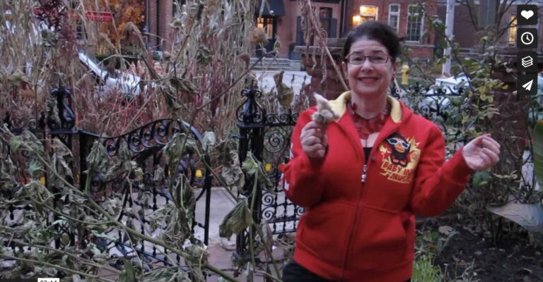 Vivian growing cotton