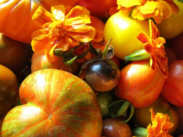 Tomatoes and flowers
