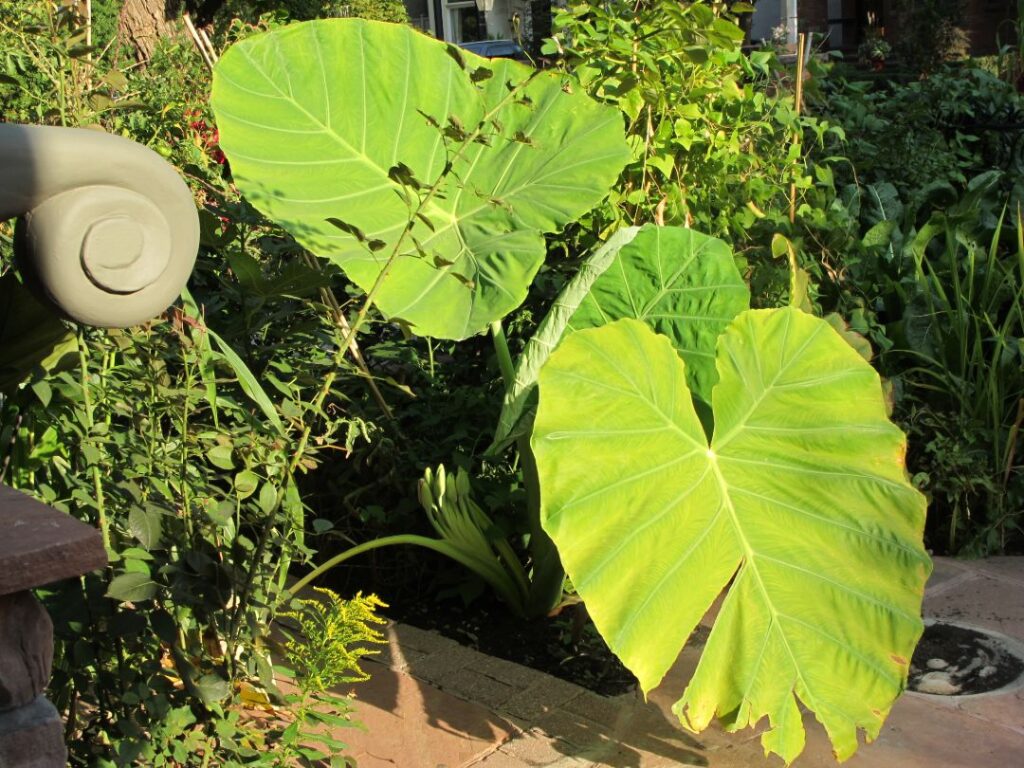 Gardens video garden sept 239
