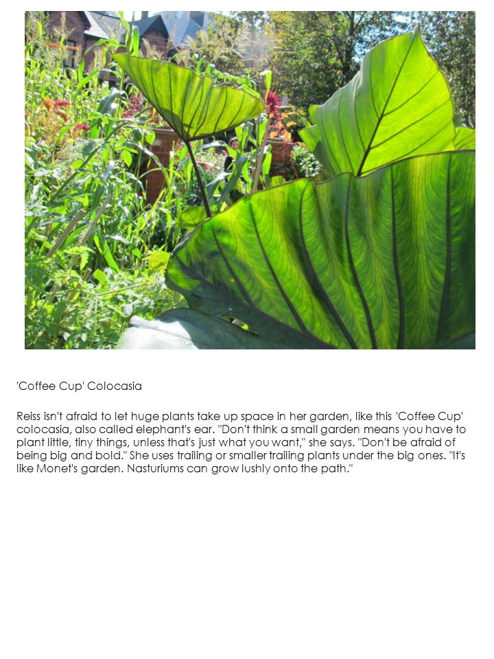 Web page screenshot of garden