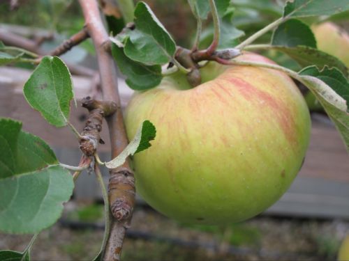 Apple on branch